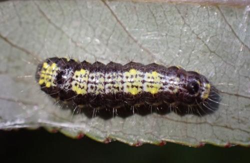 Réf. 289 104 : Clostera pigra